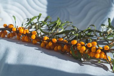 Bir deniz dikenli diken filizi. Parlak güneşte olgun meyvelerle dolu bir deniz dikenli ağaç filizi..