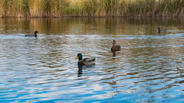 Parktaki göldeki ördekler. Sonbahar ağaçları. Çok renkli kuş tüyleri. Yaban ördekli gölet