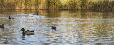 Parktaki göldeki ördekler. Sonbahar ağaçları. Çok renkli kuş tüyleri. Yaban ördekli gölet