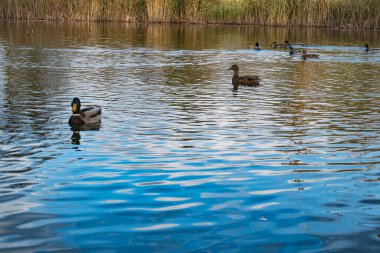Parktaki göldeki ördekler. Sonbahar ağaçları. Çok renkli kuş tüyleri. Yaban ördekli gölet