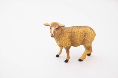 Small little lamb figurine isolated on Whitetoy plastic sheep on white background
