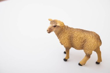 Small little lamb figurine isolated on Whitetoy plastic sheep on white background