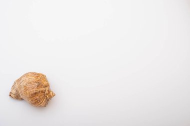 beyaz zemin üzerine deniz kabuğu.