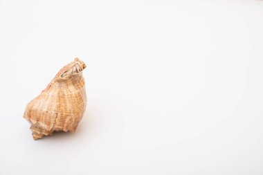 beyaz zemin üzerine deniz kabuğu.