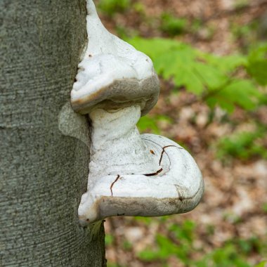 Fomes fomentarius, tinder fungus, kayın gövdesinde polipore