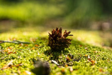 Sedir ağacı konisi, boynuz kirişi. Ormandaki yeşil bir vadide koni. Yakın plan.