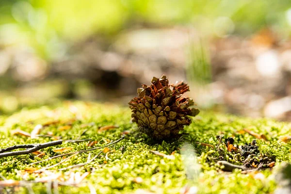A cone of a cedar tree, a hornbeam. cone on a green ravine in the forest close-up