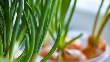 Kışın pencere pervazında filizlenmiş ampul. Odaya fideleri ekilmiş soğanlar. Evde taze soğan yetişiyor..