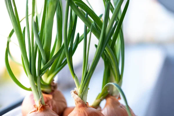 stock image Sprouted bulb on the windowsill in winter. Onions with seedlings planting in the room. Green onions grow at home.