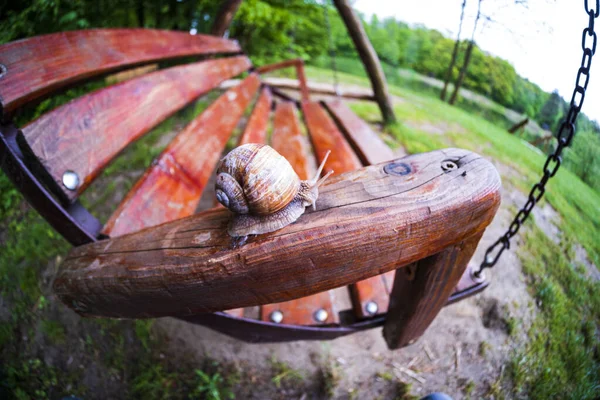 Gros Escargot Dans Une Coquille Rampe Sur Herbe Vue Rapprochée — Photo