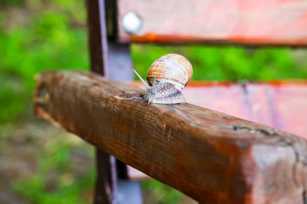껍데기 달팽이가 기어다니며 가까이 있습니다 — 스톡 사진