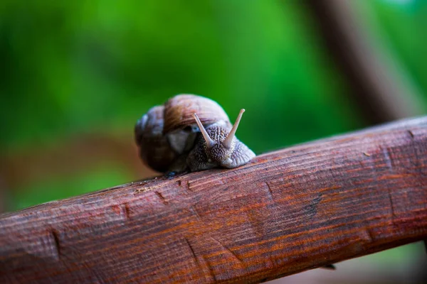 Large Snail Shell Crawls Grass Close View — Stock Photo, Image