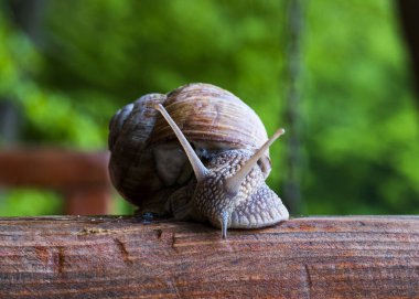 Salyangoz, salyangoz ve papatya çiçeği. Tahta kirişteki bir salyangozun yakın çekimi.