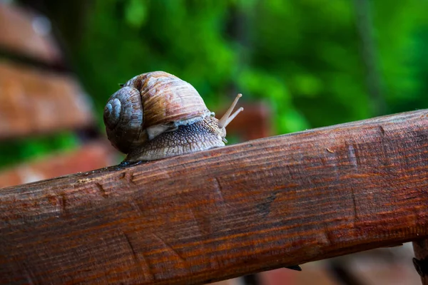 蜗牛和洋甘菊花 蜗牛在木梁上的特写 — 图库照片