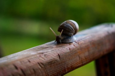 Deniz kabuğundaki büyük bir salyangoz çimlerin üzerinde sürünür, yakından bakar.