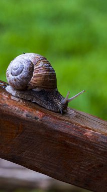 Deniz kabuğundaki büyük bir salyangoz çimlerin üzerinde sürünür, yakından bakar.