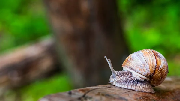 Gros Escargot Dans Une Coquille Rampe Sur Herbe Vue Rapprochée — Photo