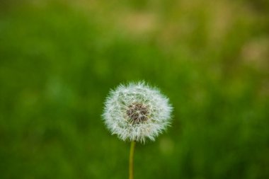 Arka planda otlu karahindibalar. Rüzgar karahindiba tohumları taşıyor.