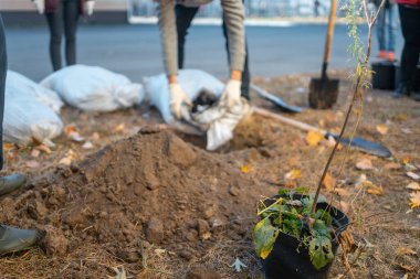 Ormancılık ya da insanlar açık araziye ağaç fidanı dikerler.