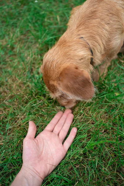 Person Play Pet Grass — Foto de Stock