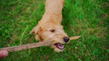 tapılası hayvan doğanın dallarıyla oynuyor