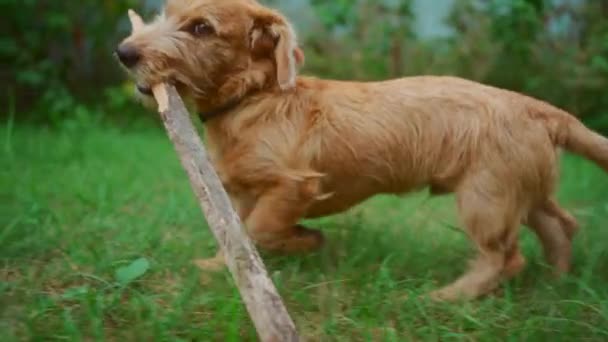 Bedårande Sällskapsdjur Hund Leka Med Gren Naturen — Stockvideo