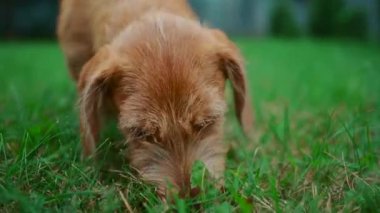 Şirin evcil köpek parkta yiyecek arıyor.
