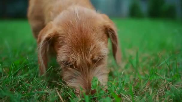 かわいい犬が公園で食べ物を探す — ストック動画
