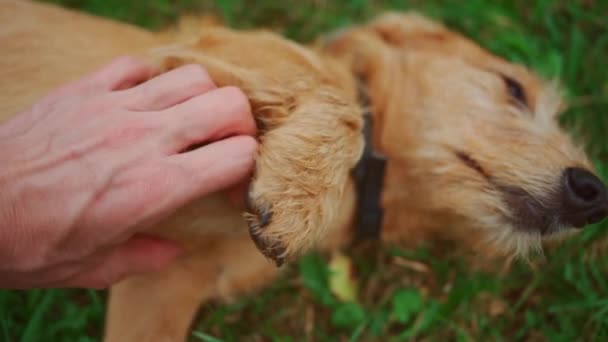 Personne Mâle Jouer Avec Animal Chien Sur Herbe Verte Extérieur — Video