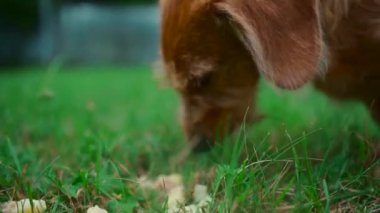 Şirin evcil köpek parkta yiyecek arıyor.