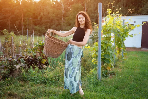 Mujer Sonriente Con Verduras Frescas Canasta Ratán Granja Local Campo —  Fotos de Stock