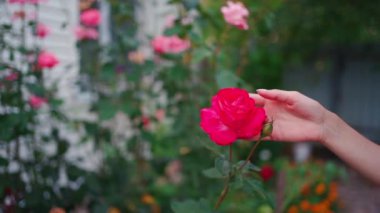 Kapalı gözlü çekici bir kadın yaz günü çiçek açan pembe çiçeğe dokunup kokluyor.