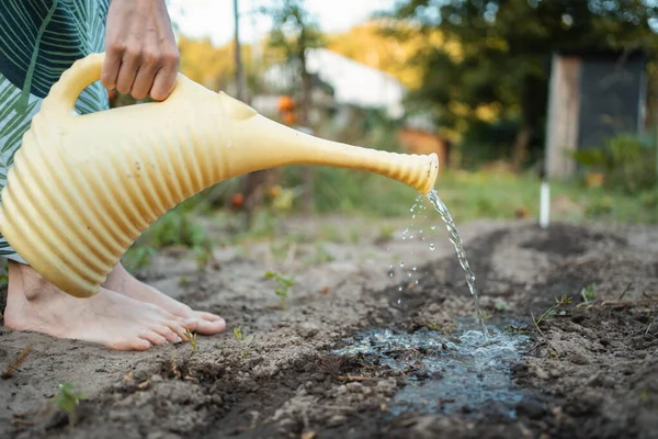 stock image cropped shot of woman hand hold watering pot and water seedling on local farm, gardening concept