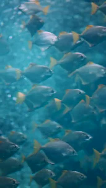 Группа Экзотических Рыб Голубой Водой Природе — стоковое видео