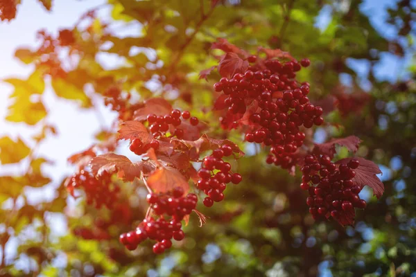 Colourful Viburnum Berries Green Tree — Stock Photo, Image