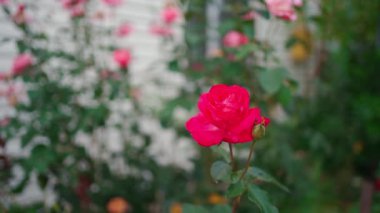 Yazın Housee 'nin bahçesinde çiçek açan pembe çiçeğe odaklanın.
