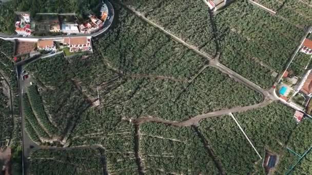 Campo Banana Verde Palma Canaria Imagens Drones Aéreos — Vídeo de Stock