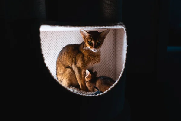 Schöne Braune Kätzchen Oder Entzückende Haustiere Schlafen Und Ruhen Komfort — Stockfoto
