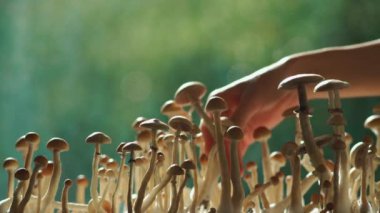 Kadın el hasadı psikedelik psilosibin mantarı ev yapımı veya laboratuarda