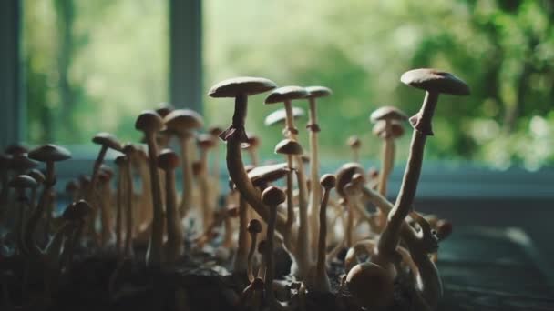 Psicadélico Mágico Psilo Cogumelos Alucinógenos Crescer Para Terapia — Vídeo de Stock