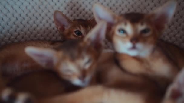 Όμορφη Καφέ Γατάκια Αξιολάτρευτο Οικόσιτα Ζώα Ξεκουραστούν Στο Κατάλυμα Γάτα — Αρχείο Βίντεο
