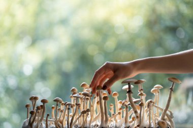 female hand harvest psychedelic psilocybin fungus homemade or in lab clipart