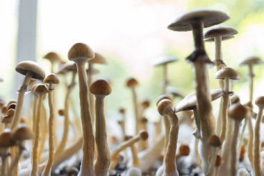 magical psychedelic psilo hallucinogen fungus shrooms grow for therapy clipart