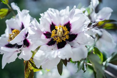 Güzel beyaz şakayık çiçeği açar. Yüksek kalite fotoğraf