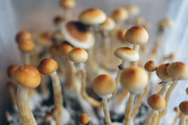 Büyüme kutusundaki terapist için tıbbi halüsinojen psilocyn mantarı.