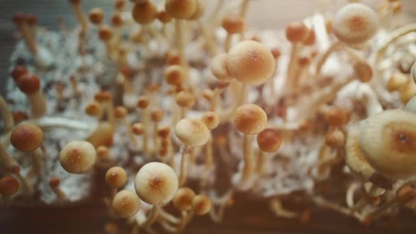 Μαγικό Ψυχεδελικό Ψίλο Παραισθησιογόνο Μανιτάρια Μύκητα Μεγαλώνουν Για Θεραπεία — Αρχείο Βίντεο