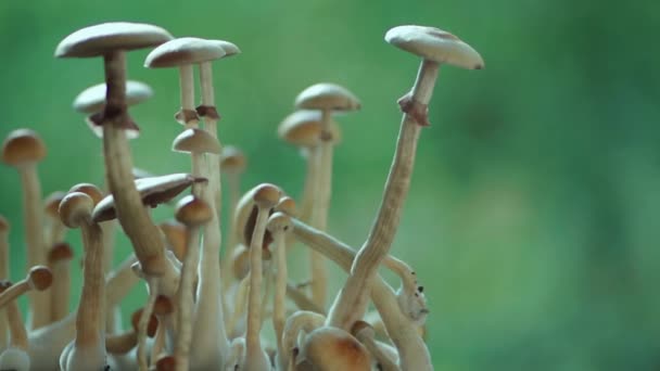 Magische Psychedelische Psilo Halluzinogen Pilz Shrooms Wachsen Für Die Therapie — Stockvideo
