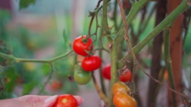Yaz günü, mahsul mevsiminde yerel çiftlikte olgun domates toplayan bir kadın eli kesimi.