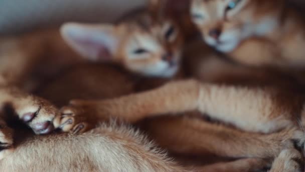 Schöne Braune Kätzchen Oder Entzückende Haustiere Ruhen Sich Bequemen Katzenlogen — Stockvideo