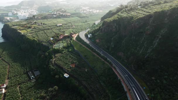 Πράσινο Πεδίο Μπανάνας Στο Palma Canaria Εναέρια Drone Πλάνα — Αρχείο Βίντεο